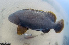 Epinephelus lanceolatus
