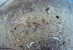 Aptychotrema rostrata