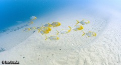 Gnathanodon speciosus