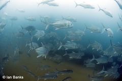Caranx ignobilis