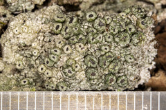 Pertusaria rubefacta