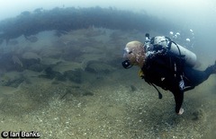 Argyrosomus japonicus
