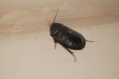 Polyphaga aegyptiaca