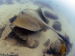 Banana-Tail Ray photo 3