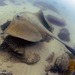 Broad Cowtail Stingray - Photo (c) Ian Banks, some rights reserved (CC BY-NC), uploaded by Ian Banks
