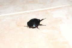 Polyphaga aegyptiaca