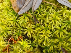 Sphagnum riparium