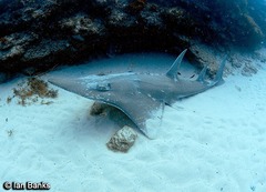 Rhynchobatus australiae