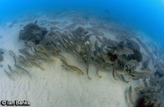 Argyrosomus japonicus