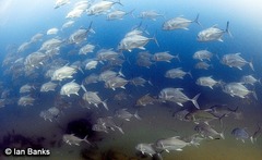 Caranx ignobilis