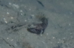 Chromogobius zebratus