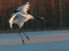 Grus japonensis