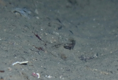 Chromogobius zebratus