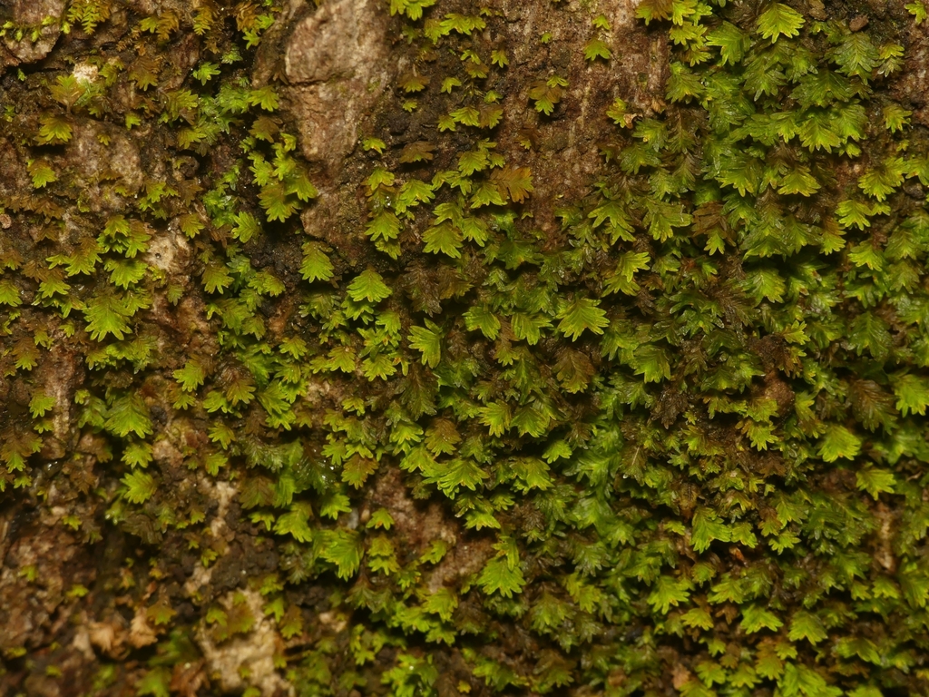 Tree Pocket Moss