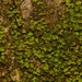 Tree Pocket Moss - Photo no rights reserved, uploaded by Shaun Pogacnik