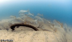 Argyrosomus japonicus