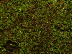 Fissidens subbasilaris