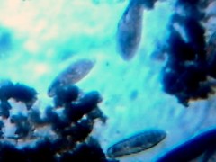 Paramecium caudata