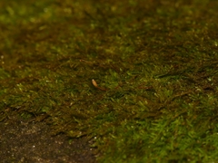 Pelekium pygmaeum