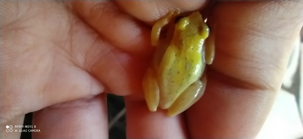 Bela Vista Tree Frog