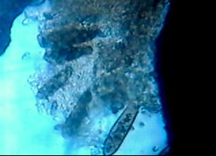 Paramecium caudata