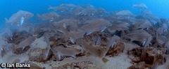 Argyrosomus japonicus