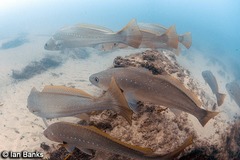 Argyrosomus japonicus
