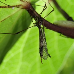 Gynoplistia magnifica