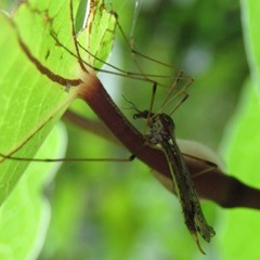 Gynoplistia magnifica