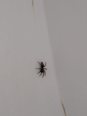 Latonigena auricomis