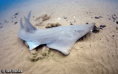 Rhynchobatus australiae