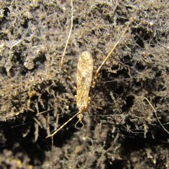 Amphineurus hudsoni
