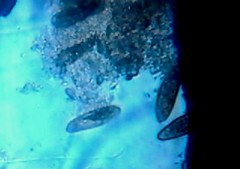 Paramecium caudata