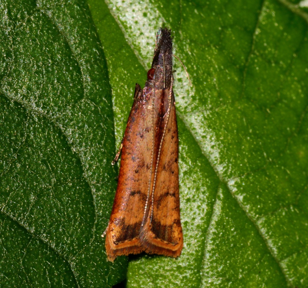 Dichomeris zonata