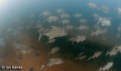 Caranx ignobilis
