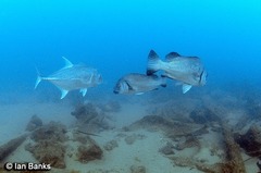 Caranx ignobilis