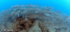 Argyrosomus japonicus