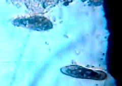 Paramecium caudata