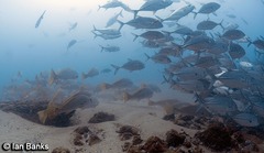 Argyrosomus japonicus