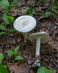 Melanoleuca strictipes