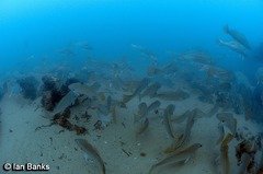Argyrosomus japonicus