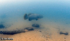 Epinephelus lanceolatus