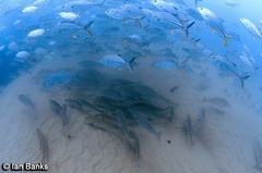 Argyrosomus japonicus