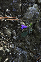 Campanula sibirica taurica