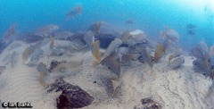 Argyrosomus japonicus