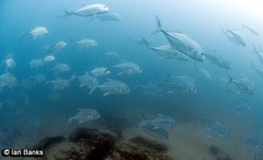 Caranx ignobilis