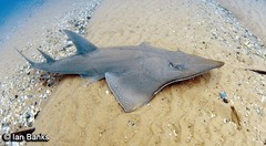 Rhynchobatus australiae