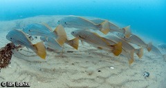Argyrosomus japonicus