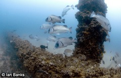 Plectorhinchus gibbosus