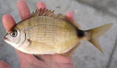Diplodus holbrookii